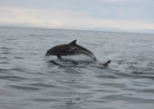 swimming holiday with dolphins