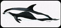 hourglass dolphin