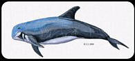 risso's dolphin