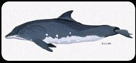 rough-toothed dolphin