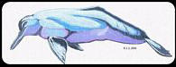 Boto River Dolphin