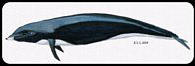 northern rightwhale dolphin
